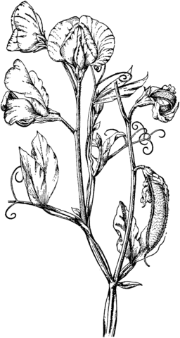 Perennial Pea Or Everlasting Pea Coloring Page